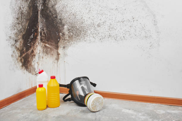 Why You Should Choose Our Mold Remediation Services in Sauk Village, IL