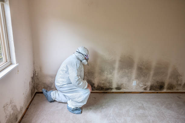 Mold Odor Removal Services in Sauk Village, IL